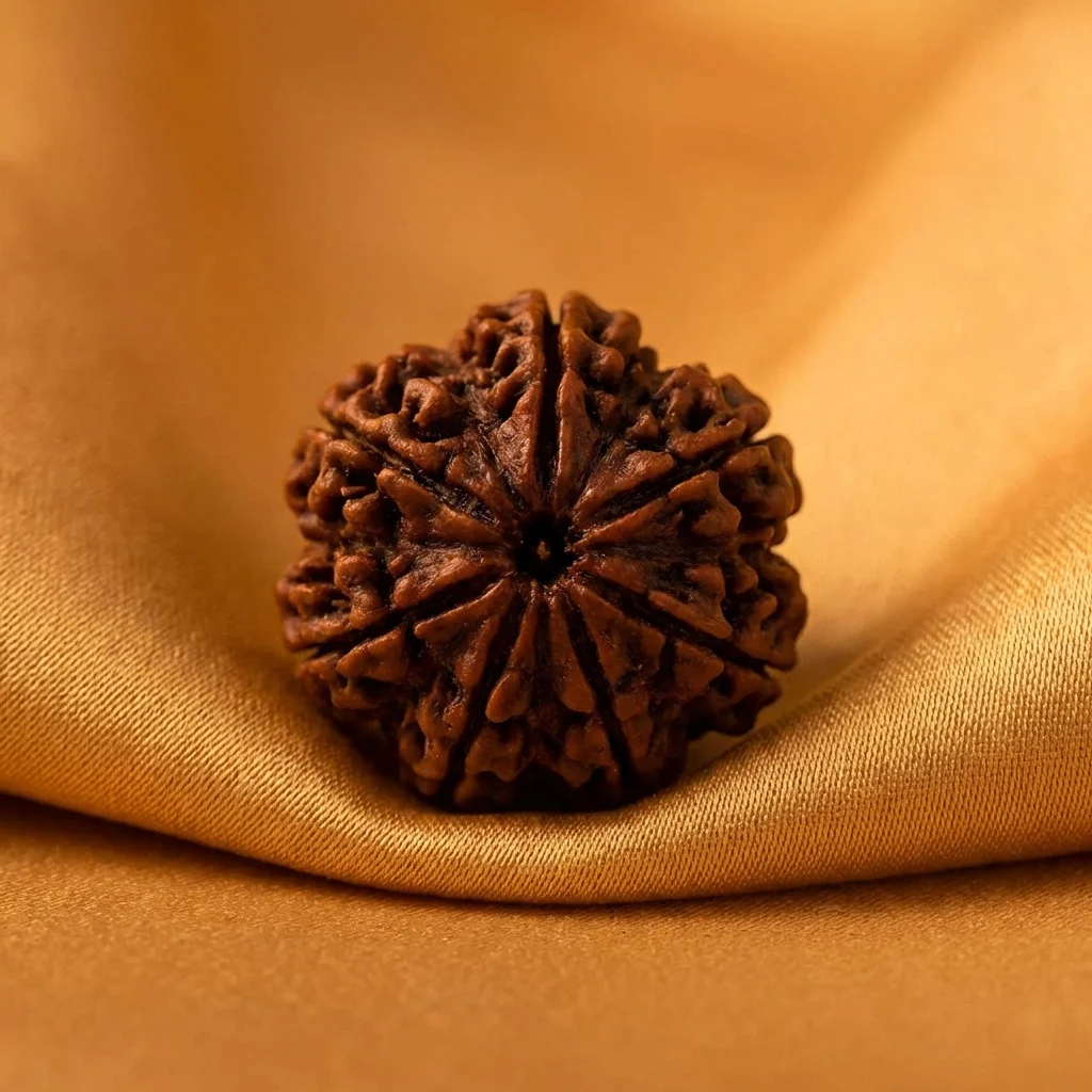 Mukhi Rudraksha